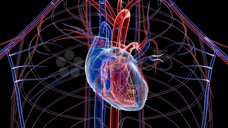 You Are Your Heart: How to Find Meaning And Purpose in Life